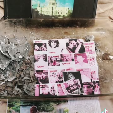 Tim Rifat TikTok Videos