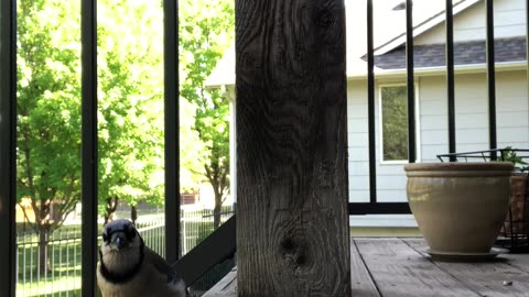 Jay sees himself on camera