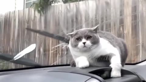 Cute cats fanny moment 😍