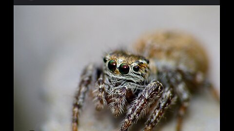 killer Jumping Spider....