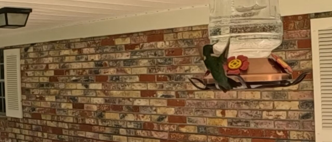 #Hummingbird