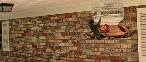 #Hummingbird
