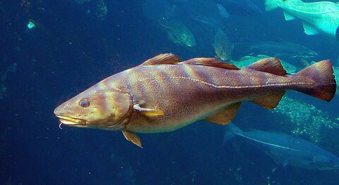 Cod Fish