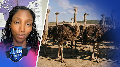 What's the real motive behind CFIA push to cull flu-fighting ostriches?