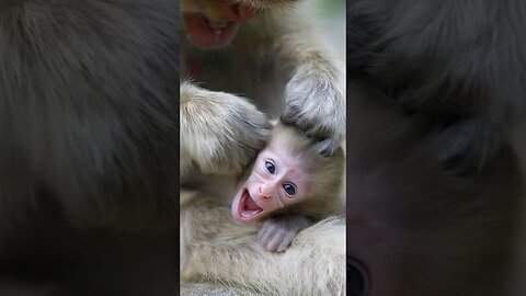Mom Cleans Baby Monkey’s Ears… But It’s Just Too Ticklish!