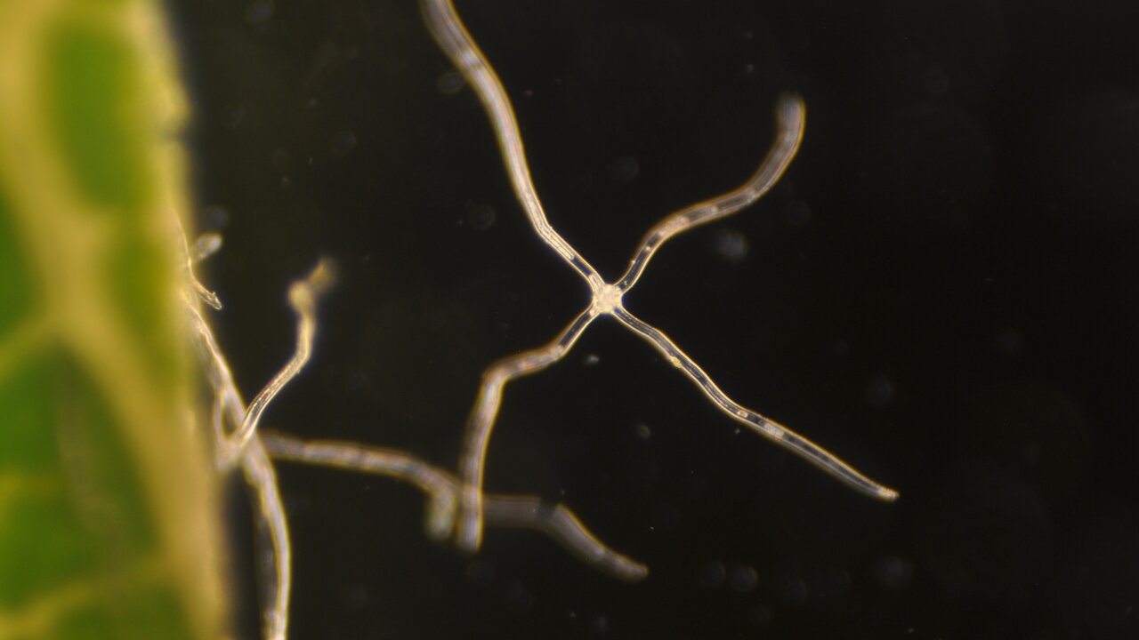 One Leaf - Synthetically Overloaded
