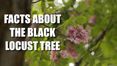 Black Locust Tree Facts You Might Not Know: Nature’s Hidden Treasure!