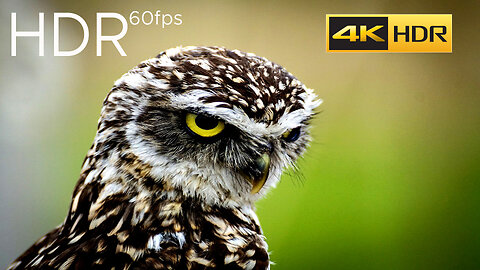 WORLD BEAUTIFULL ANIMALS 4K HDR VIDEO 60FPS VIDEO WITH RELAXING VIDEO