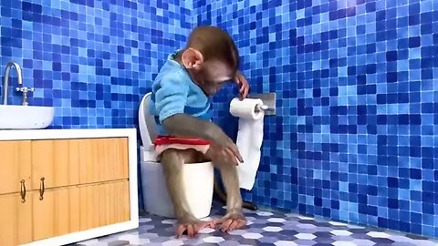 Monkey funny video