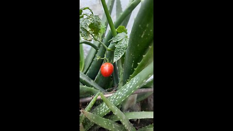 My favorite Raining season