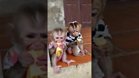 Brightening your day with the sweetest baby monkey grin!
