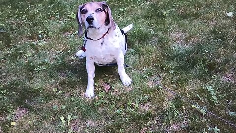 Bandit