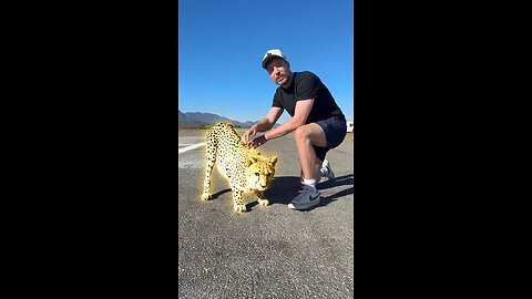 I Raced with cheetah