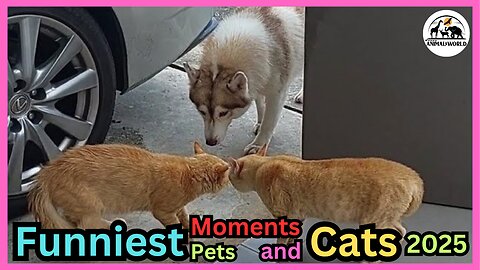 Funniest Pet Moments of the Week