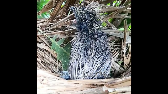 Bird 🐦🕊️🐔🕊️ snake 🐍 lunch