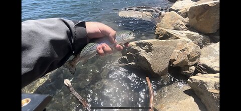 Caples Lake rainbow trout fishing