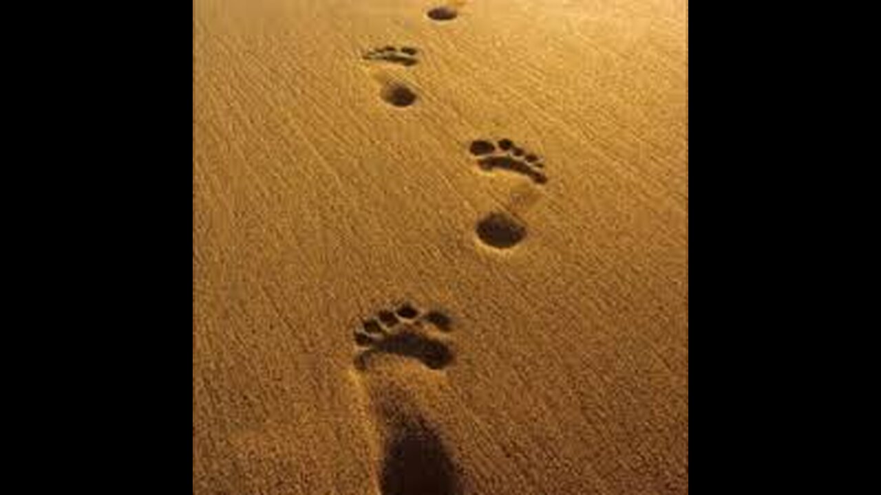 VLOG: The Footprint