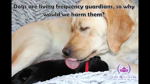Dogs are living frequency guardians, so why would we harm them?