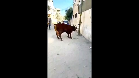 Extremely angry bull