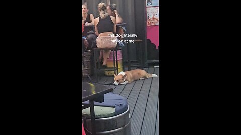 dog lovers