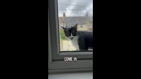 Annoying cats again