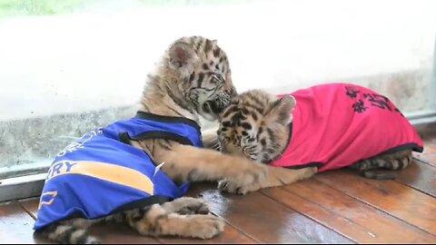 Tiger cubs have their own fashionable clothes!
