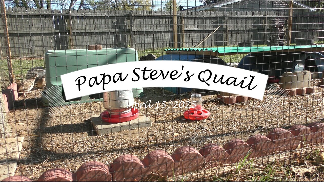 Back Yard Quail Get Sprouts for Breakfast