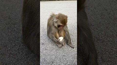 Do these monkeys know how to eat boiled eggs?