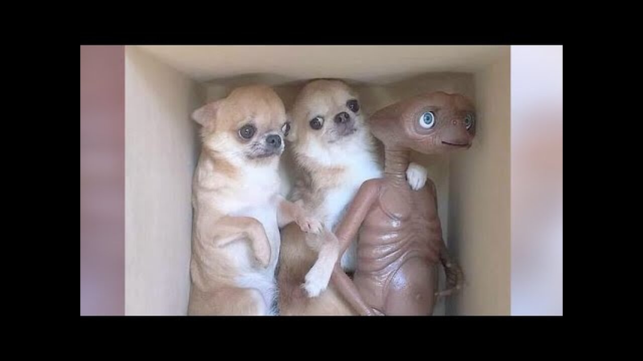 DOGS are FUNNIER than CATS - And here is the proof :P