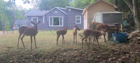 Deer come for a drink