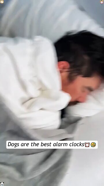 dog is the best alarm clock