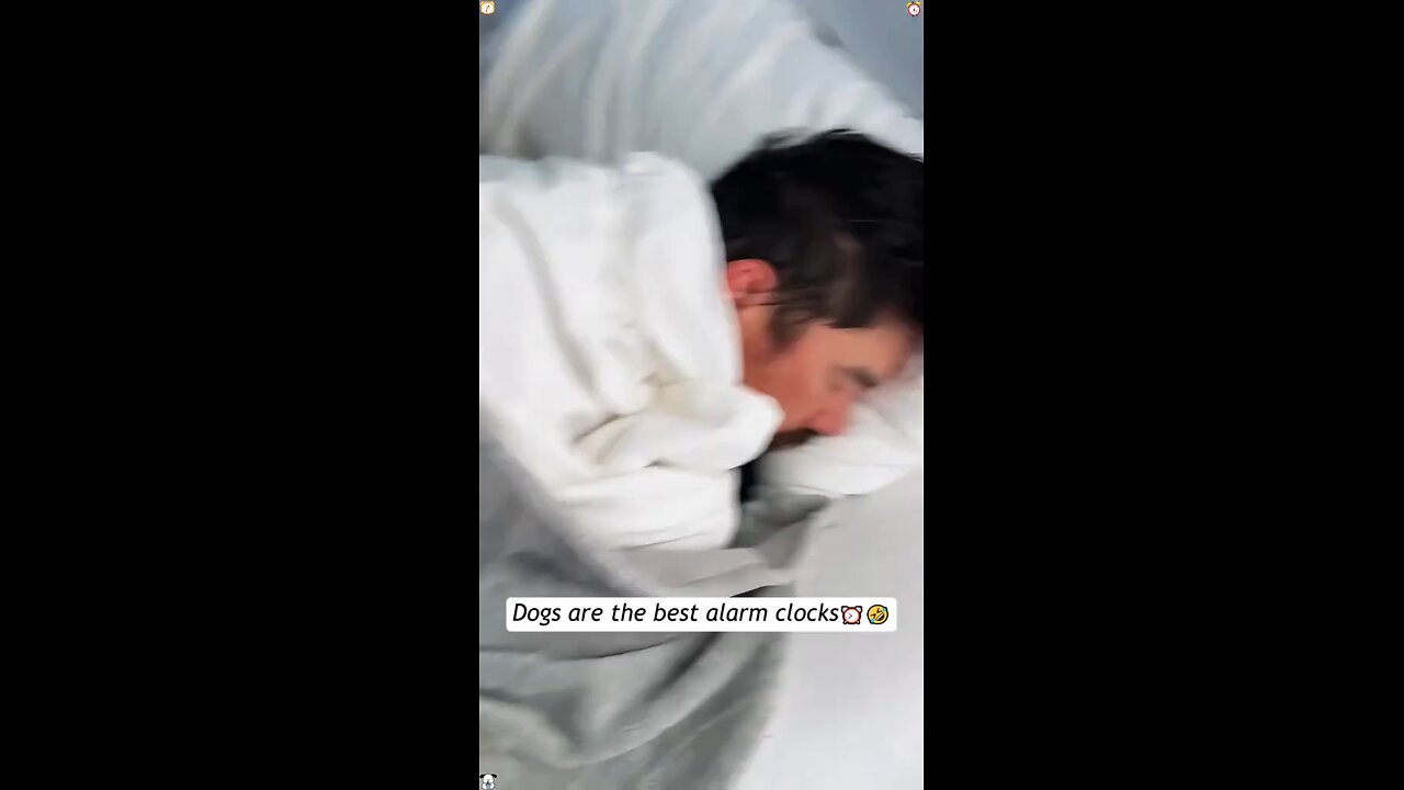 dog is the best alarm clock