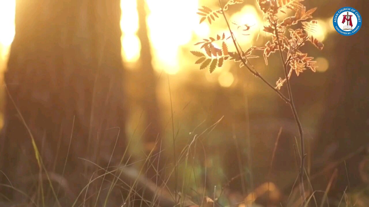 Creation sequence in 7 days by Almighty.