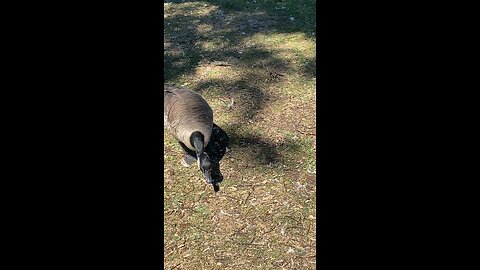 Canada Goose 🪿 #canadagoose #goose #shorts #followme #viral #trending