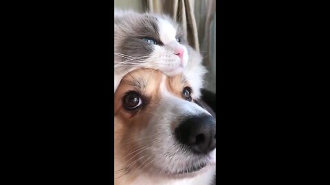 Funniest Cats and Dogs Clips 😼🐶Try Not To Laugh | Part #2