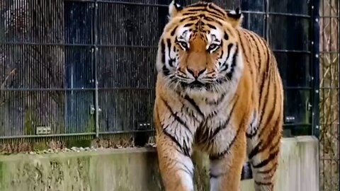 tiger edits and Lion edits