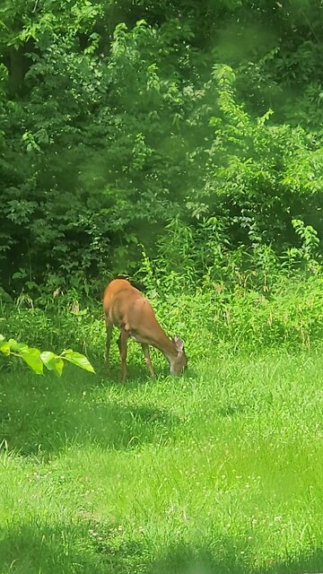 Deer Out Our Kitchen Window On The Army's Birthday Flag Day President Trumps Bday 06-14-2025