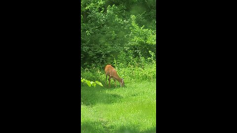 Deer Out Our Kitchen Window On The Army's Birthday Flag Day President Trumps Bday 06-14-2025