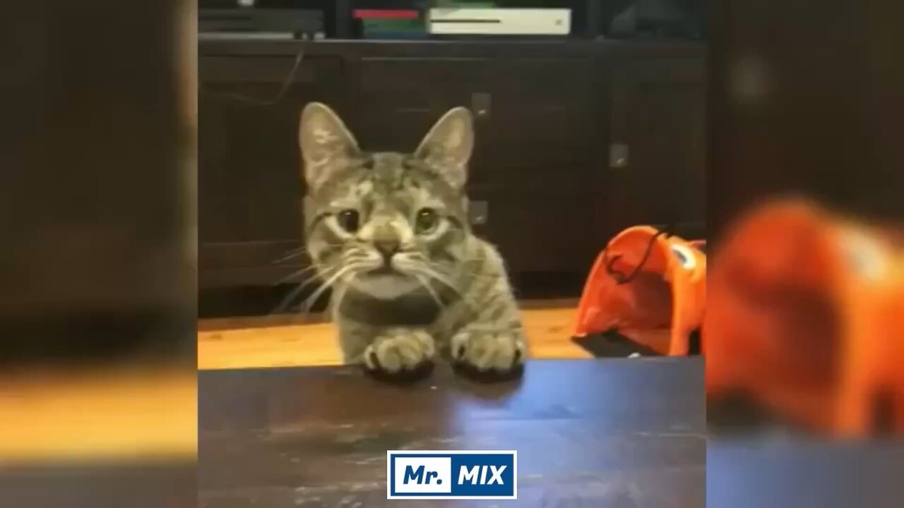 Funny Hilarious Cats & Dogs Compilation – Try Not to Laugh!