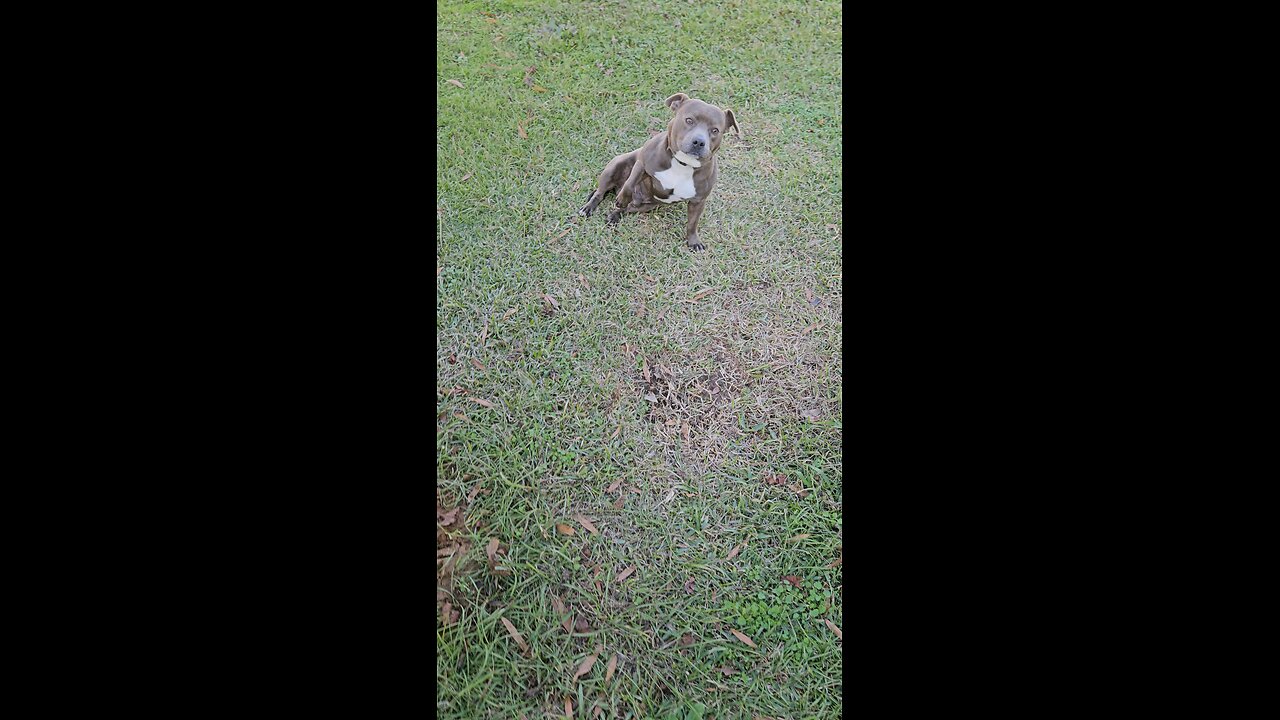 My crazy dog.