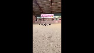 Love All Life Always #251 - Dogs Mission: Separate Black Ducks From White Ducks. Done! Amazing!