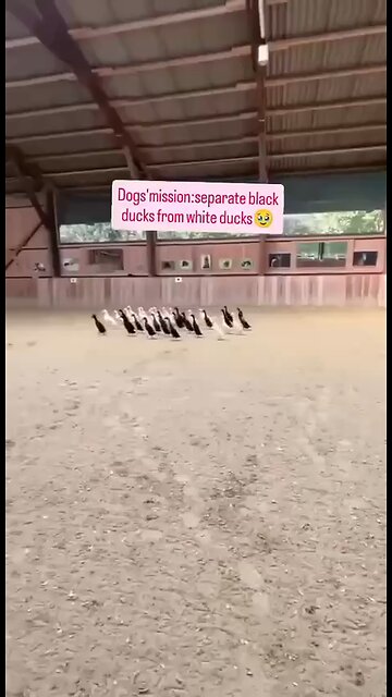 Love All Life Always #251 - Dogs Mission: Separate Black Ducks From White Ducks. Done! Amazing!