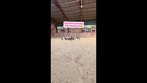Love All Life Always #251 - Dogs Mission: Separate Black Ducks From White Ducks. Done! Amazing!