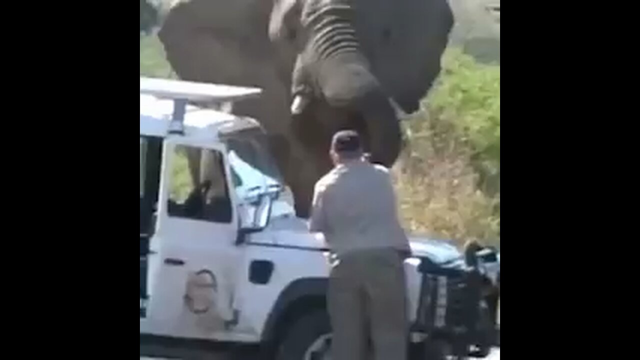 Incredible Story Of The Elephant Whisperer 😍🥹