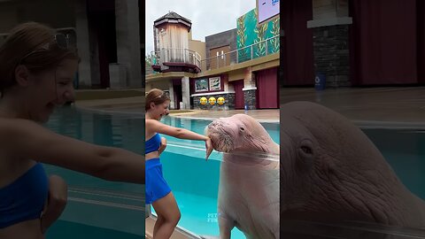 funny animals compilation #funnyanimals #animals #pets #shorts