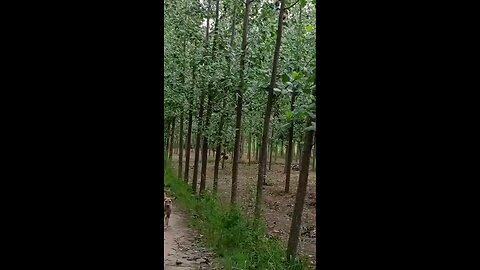 satisfying Video