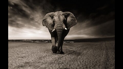 Discover the Wild - Nature’s Untamed Creatures