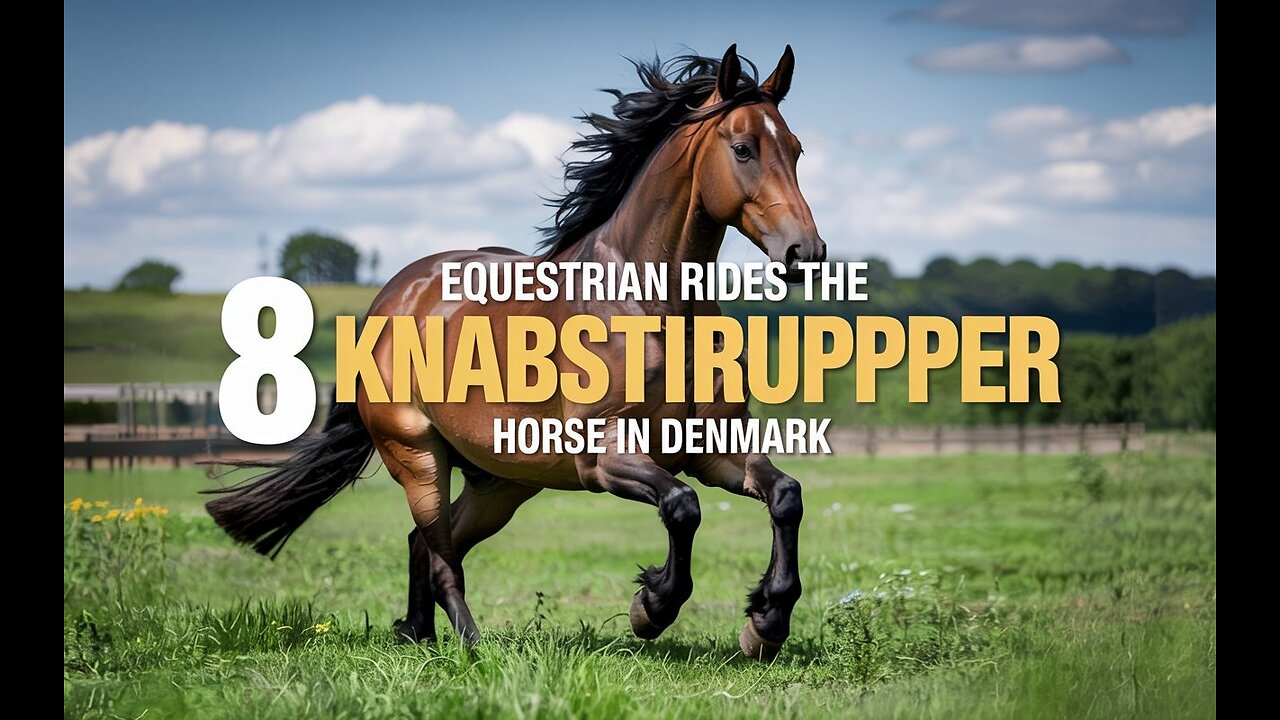 8 Equestrian Rides the Knabstrupper Horse in Denmark | Pets Guidelines