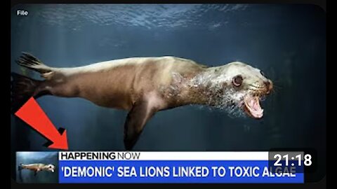 "Unbelievable: Real National News of Sea Lions Turning Violent - Demonic Possessions!"