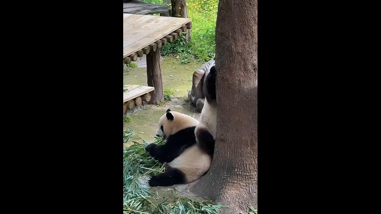 FUNNY PANDA